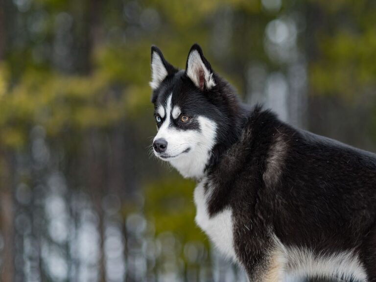 Pomsky Husky s 2 farebnými očami sa pozerá do lesa