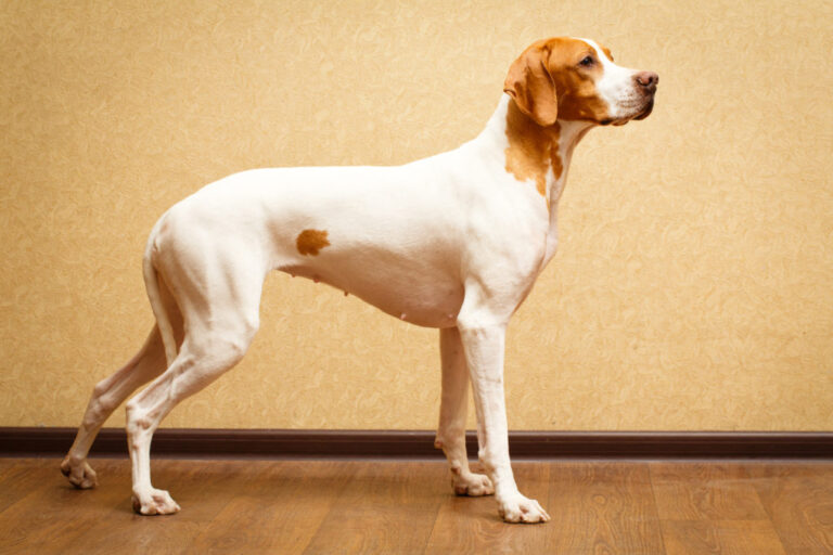 Pointer