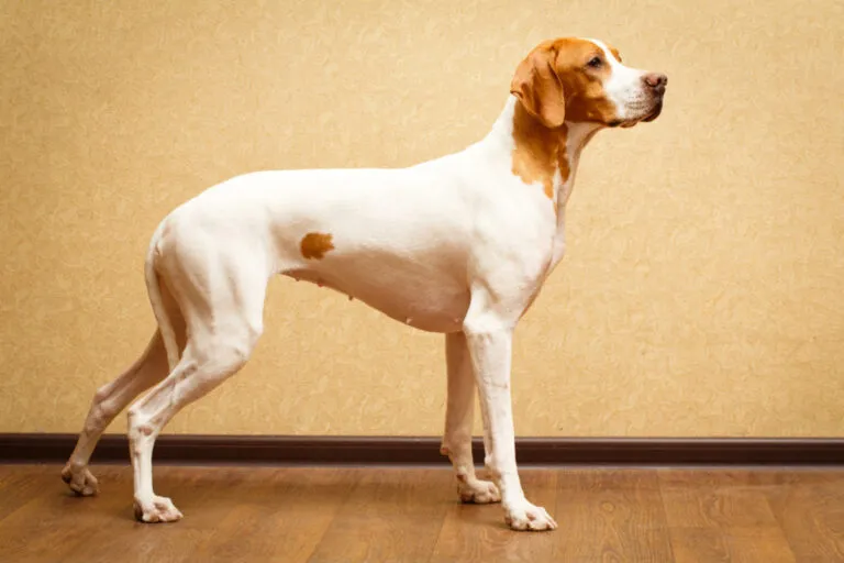Pointer