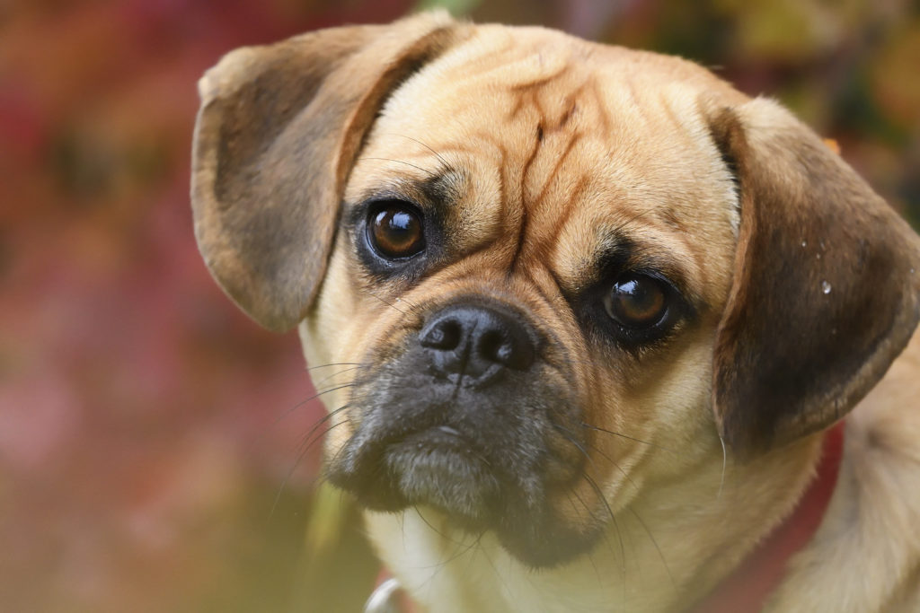 portrét Puggle