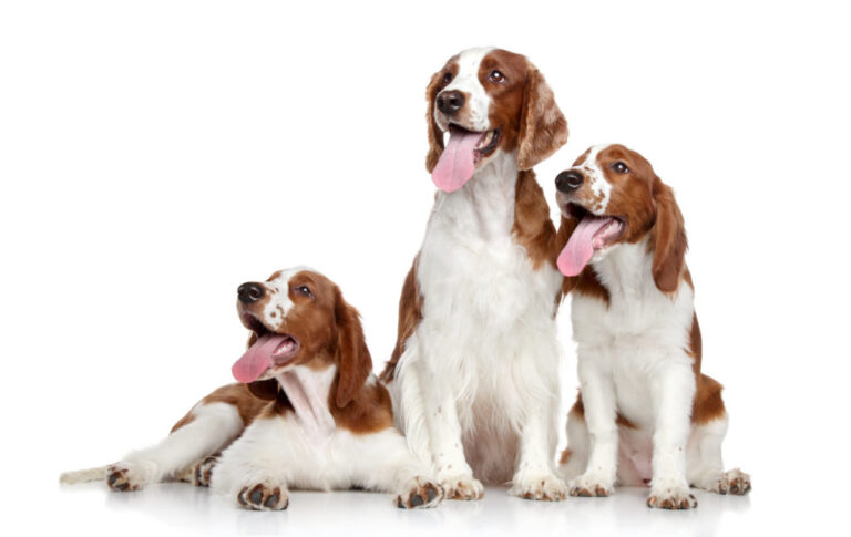 tri psy plemena Welsh Springer Spaniel