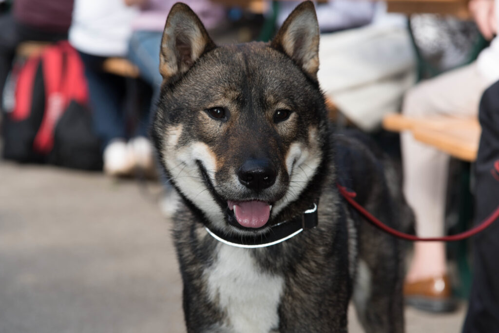 tvár psa shikoku