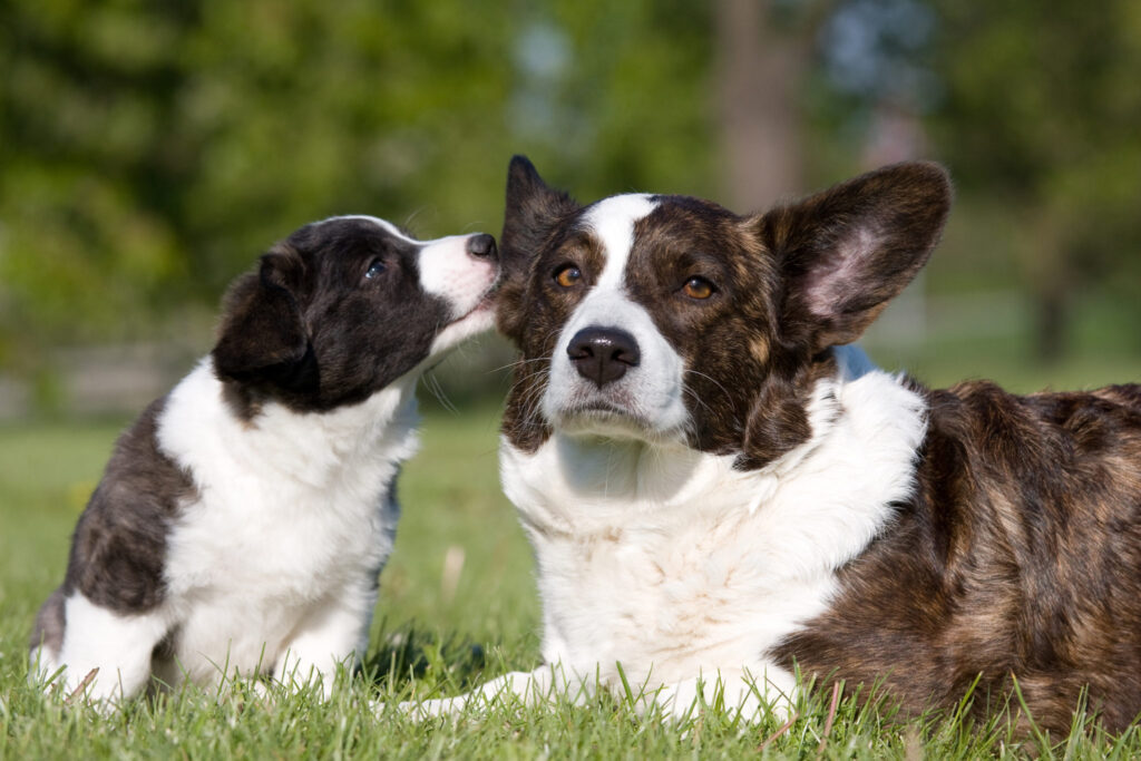 welsh corgi cardigan matka s šteňaťom