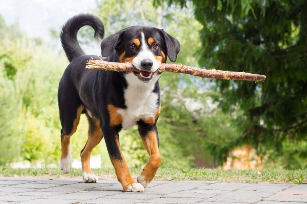 Appenzellský salašnícky pes hrajúci sa s dlhou vetvou