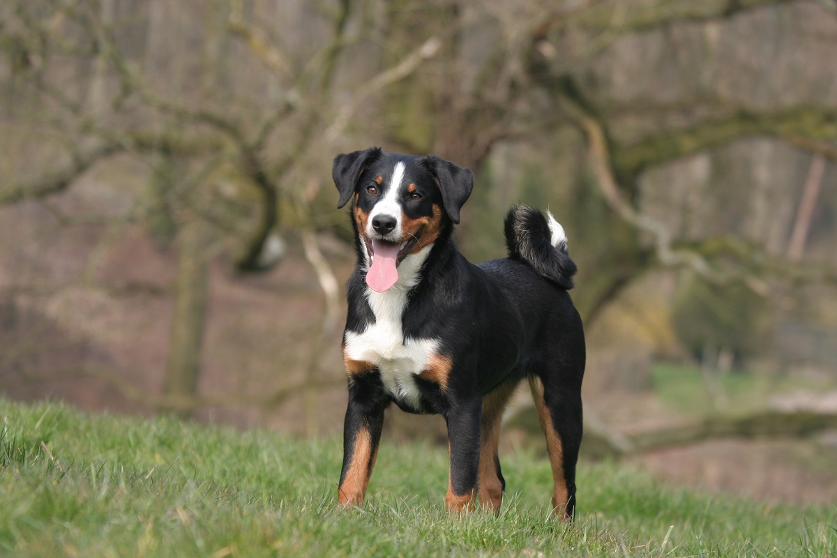appenzellsk-sala-n-cky-pes-zoohit-magaz-n