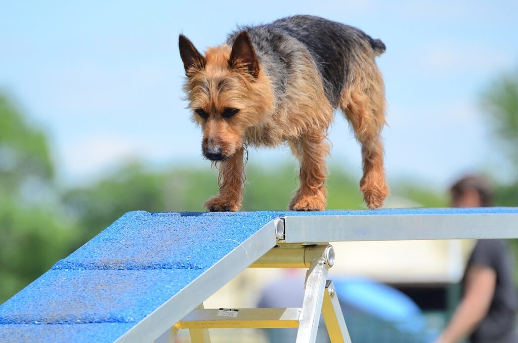 Austrálsky teriér na skúške agility psov