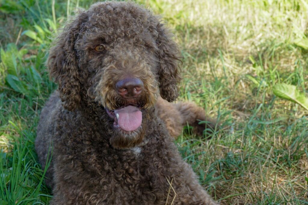 Dizajnér-Pes-labradoodle Labradoodle leží v tráve