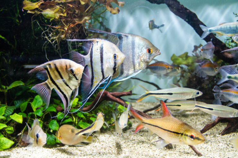 Angelfish a chov tropických rýb vo vysadenej nádrži
