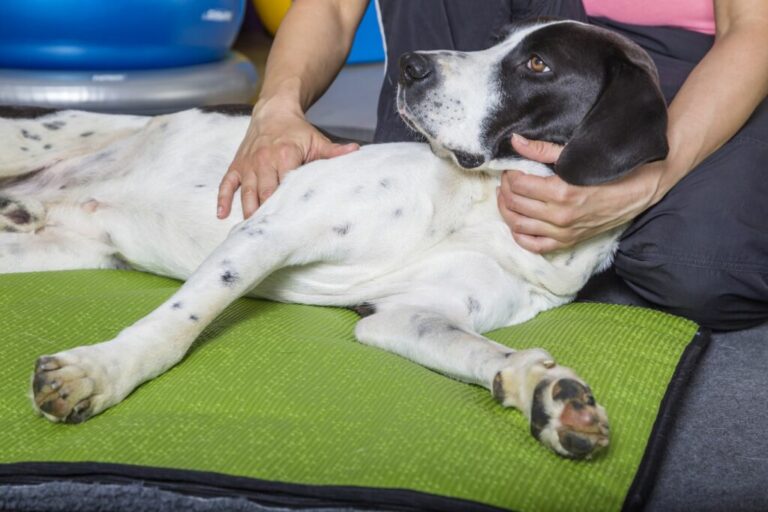 fyzioterapeutická masáž psa