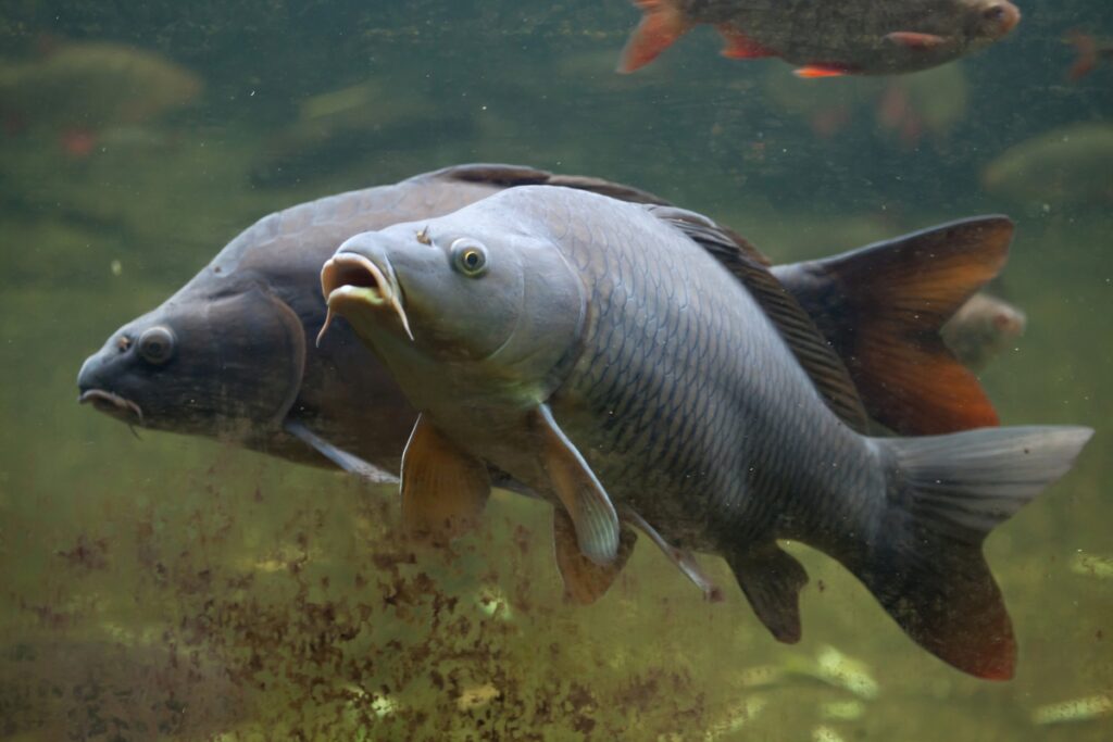 Divoký kapor obyčajný (Cyprinus carpio)