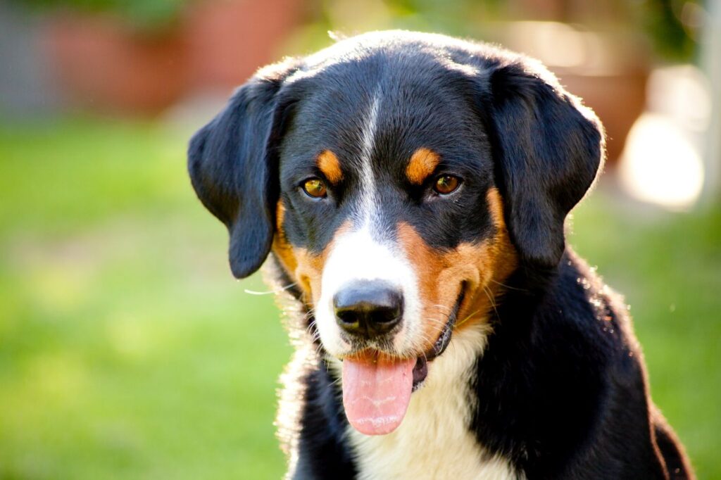 portrét appenzellerského salašníckeho psa