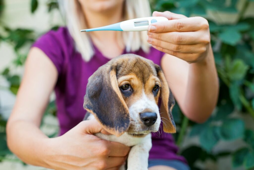Horúčka indikácia toxoplazmózy u psov