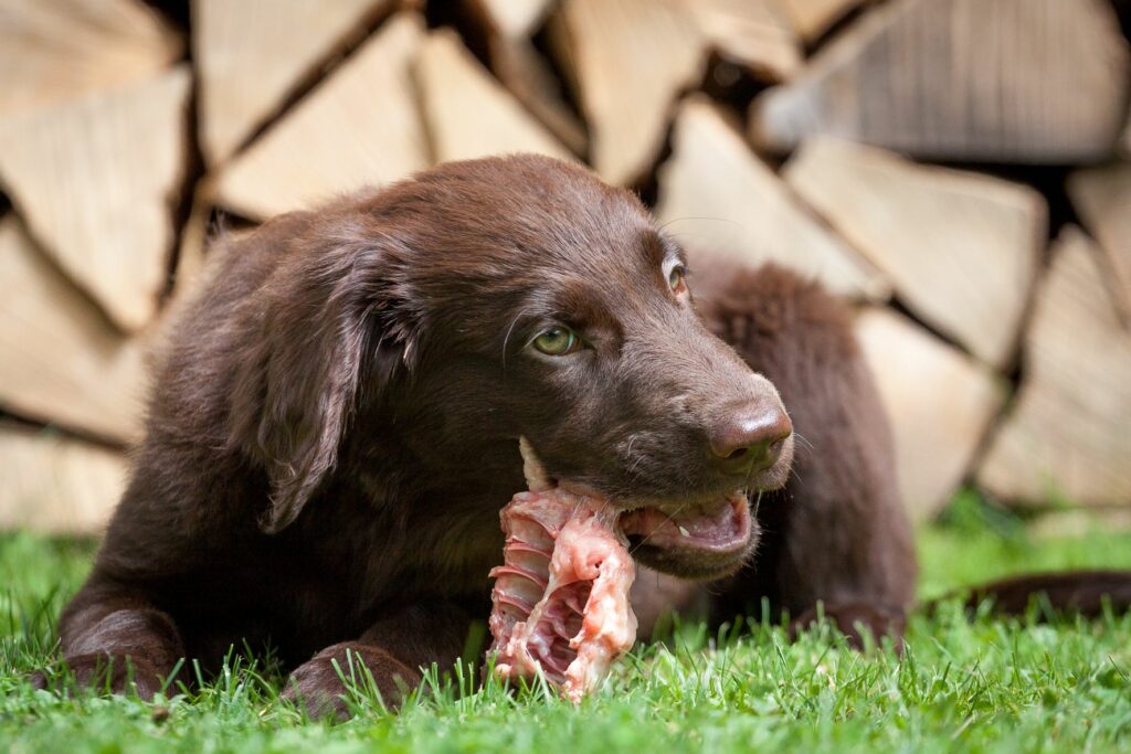 Pes žerie surové mäso