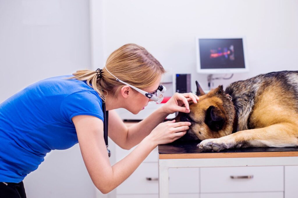 Veterinár vyšetrí oko nemeckého ovčiaka